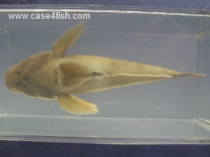 Foto Galerie/Gobiiformes/Neogobius melanostomus/Neogobius melanostomus_04_S.jpg